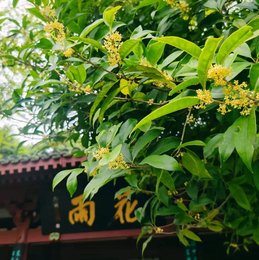 百年桂香醉纪念馆 迎金秋诗韵流芳